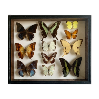 Butterfly frame entomology box