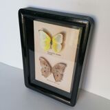 Taxidermy Butterflies