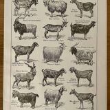 Lithograph on goats - 1920