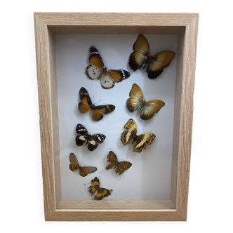 Frame 9 naturalized butterflies