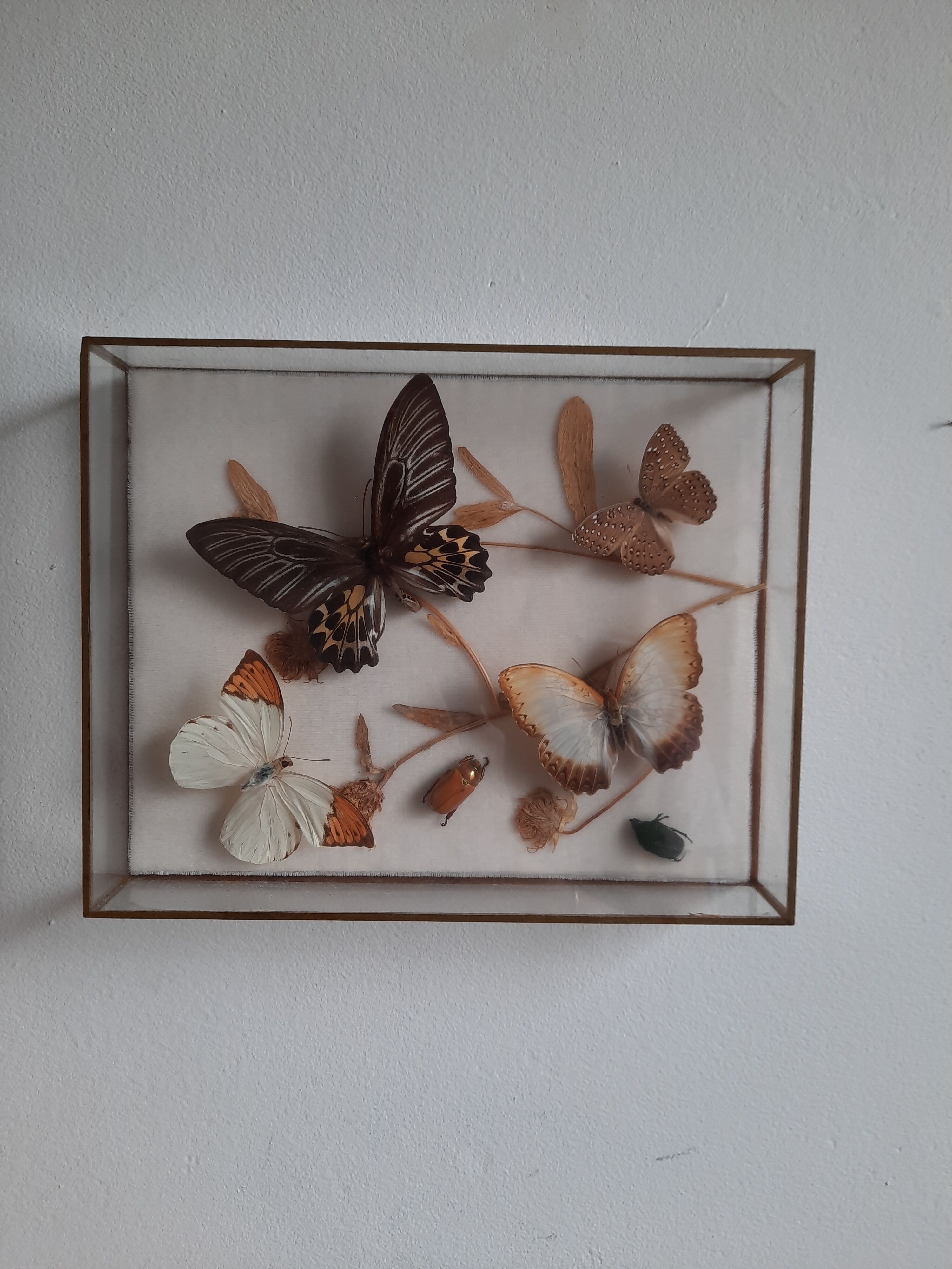 Butterflies on display