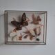 Papillons en  vitrine
