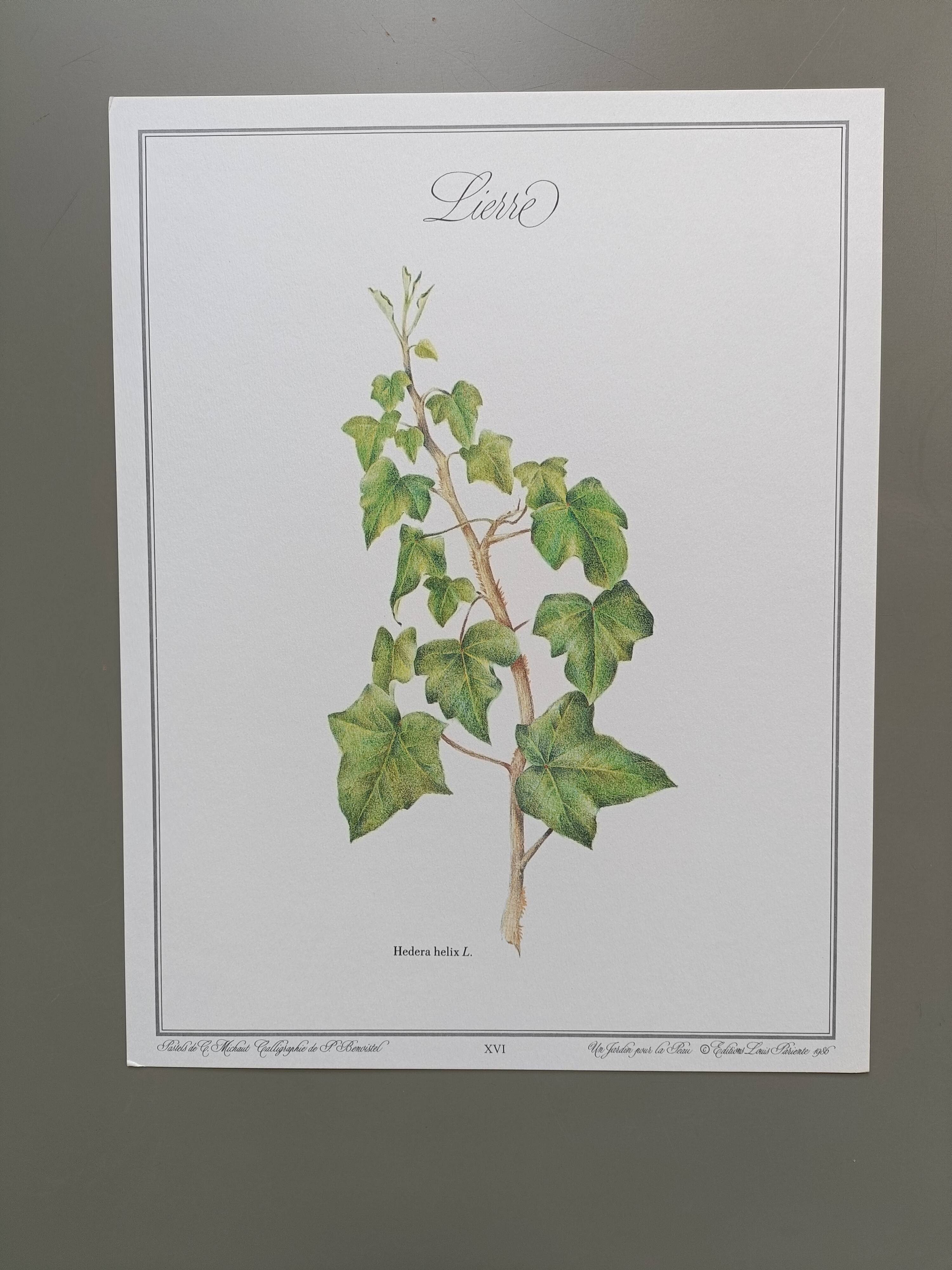Botanical silkscreen printing
