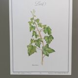 Botanical silkscreen printing