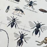 Ancient lithography insects