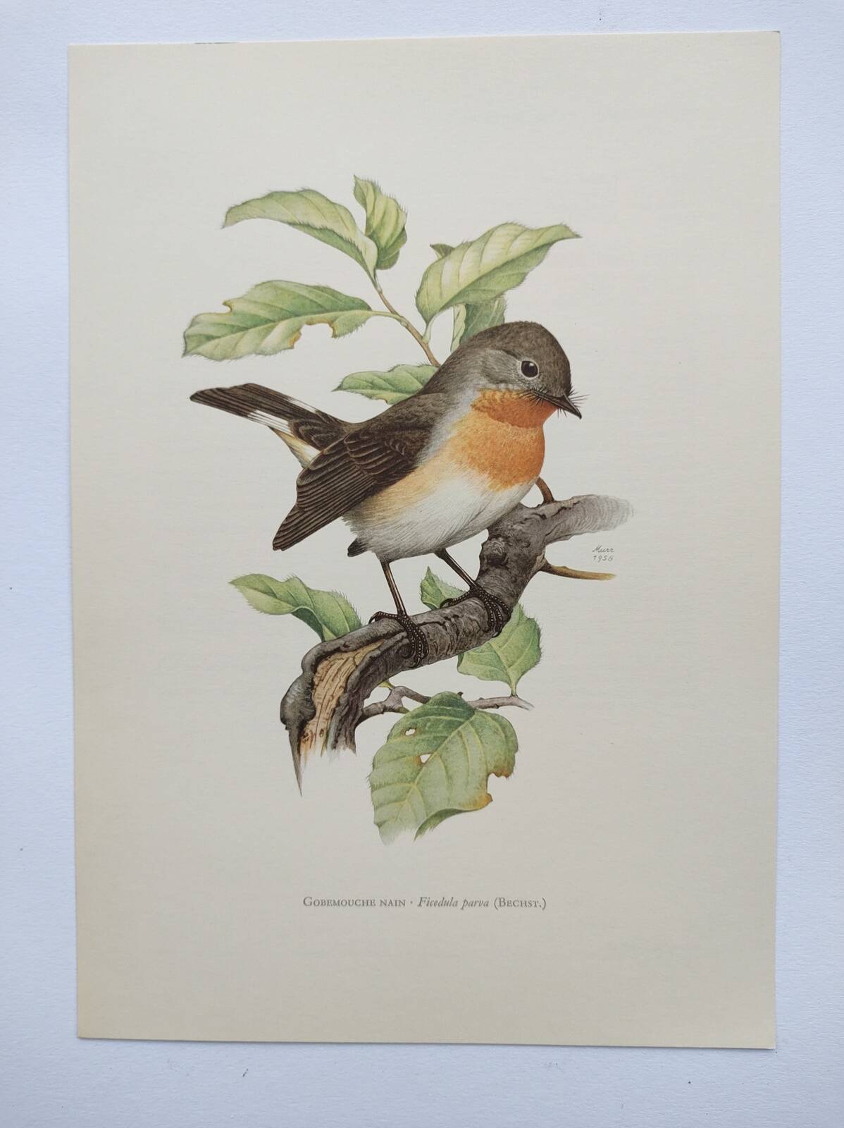 Bird board 60s - Dwarf Flycatcher - Vintage ornithological illustration
