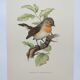 Bird board 60s - Dwarf Flycatcher - Vintage ornithological illustration