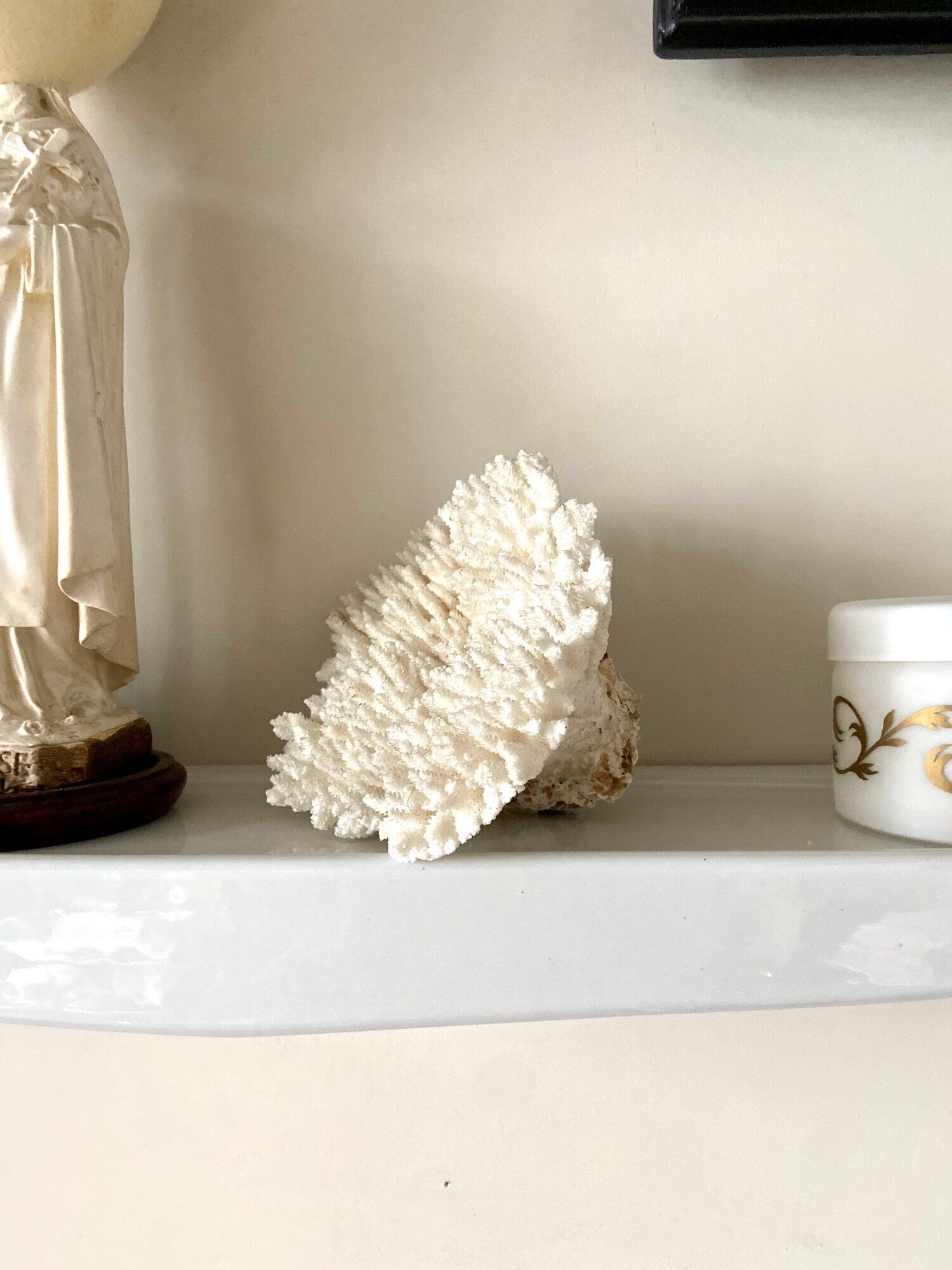 Coral, white acropora