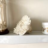 Coral, white acropora