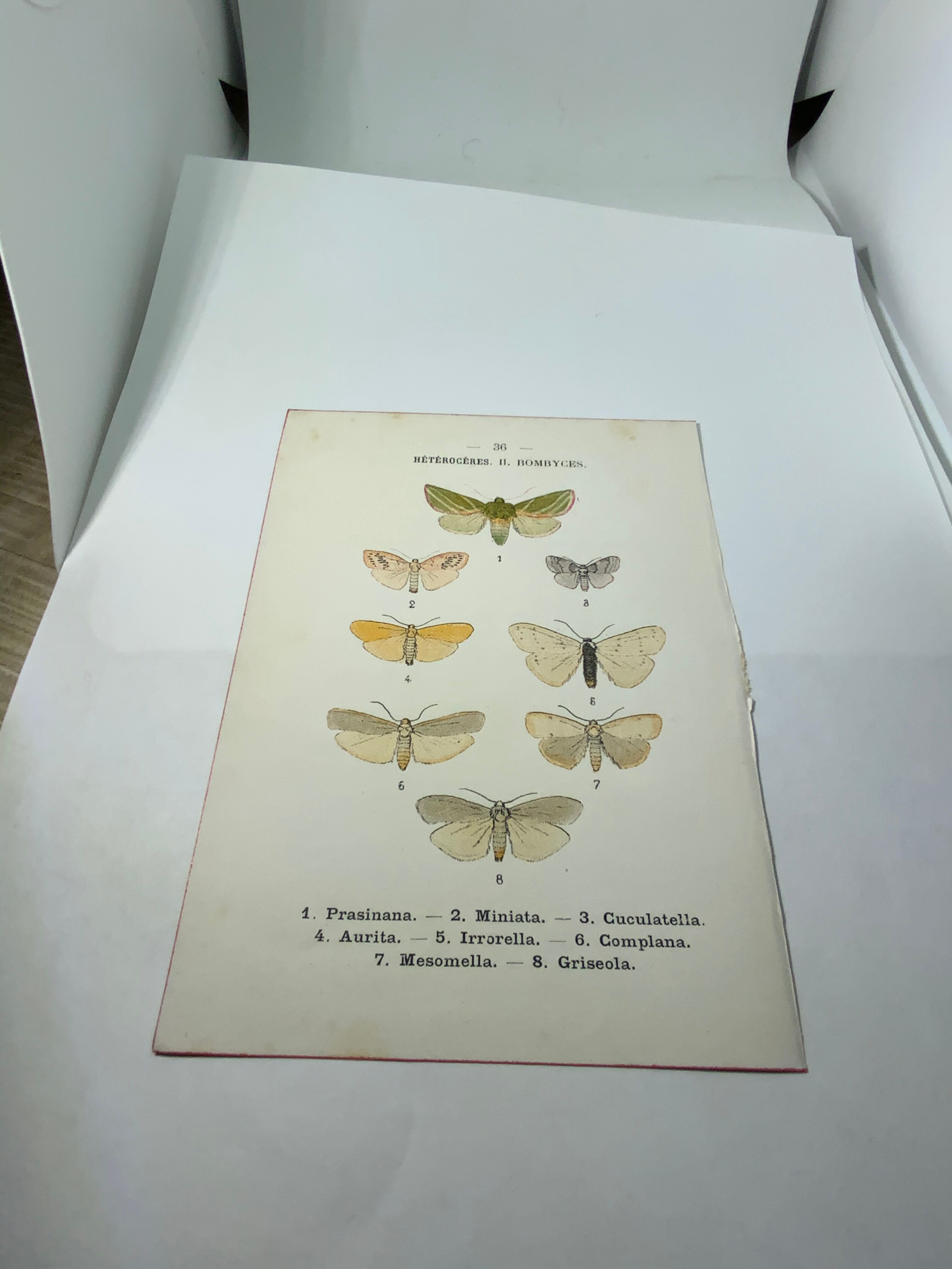 Gravure naturaliste 1903 lithographie papillons coloré main ouvrage ancien sur les deux faces