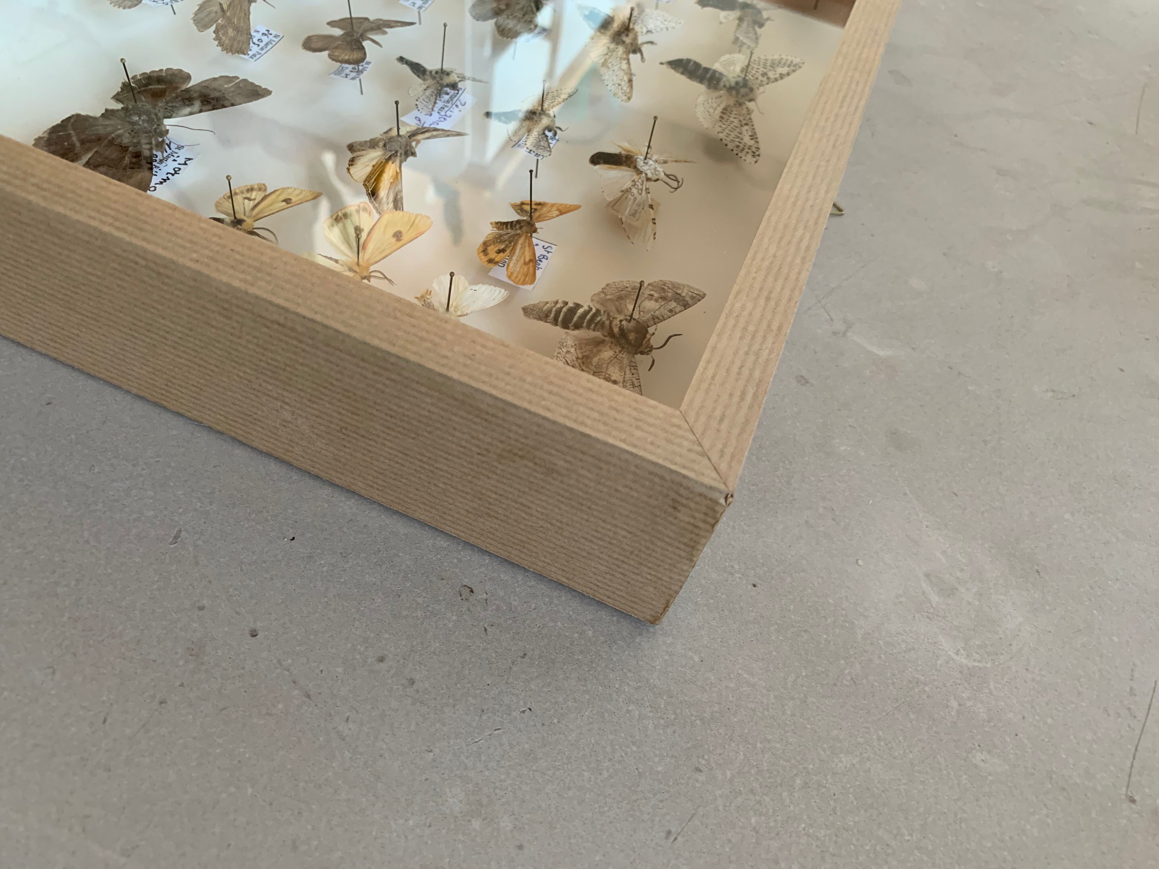 Butterfly frame stuffed under glass