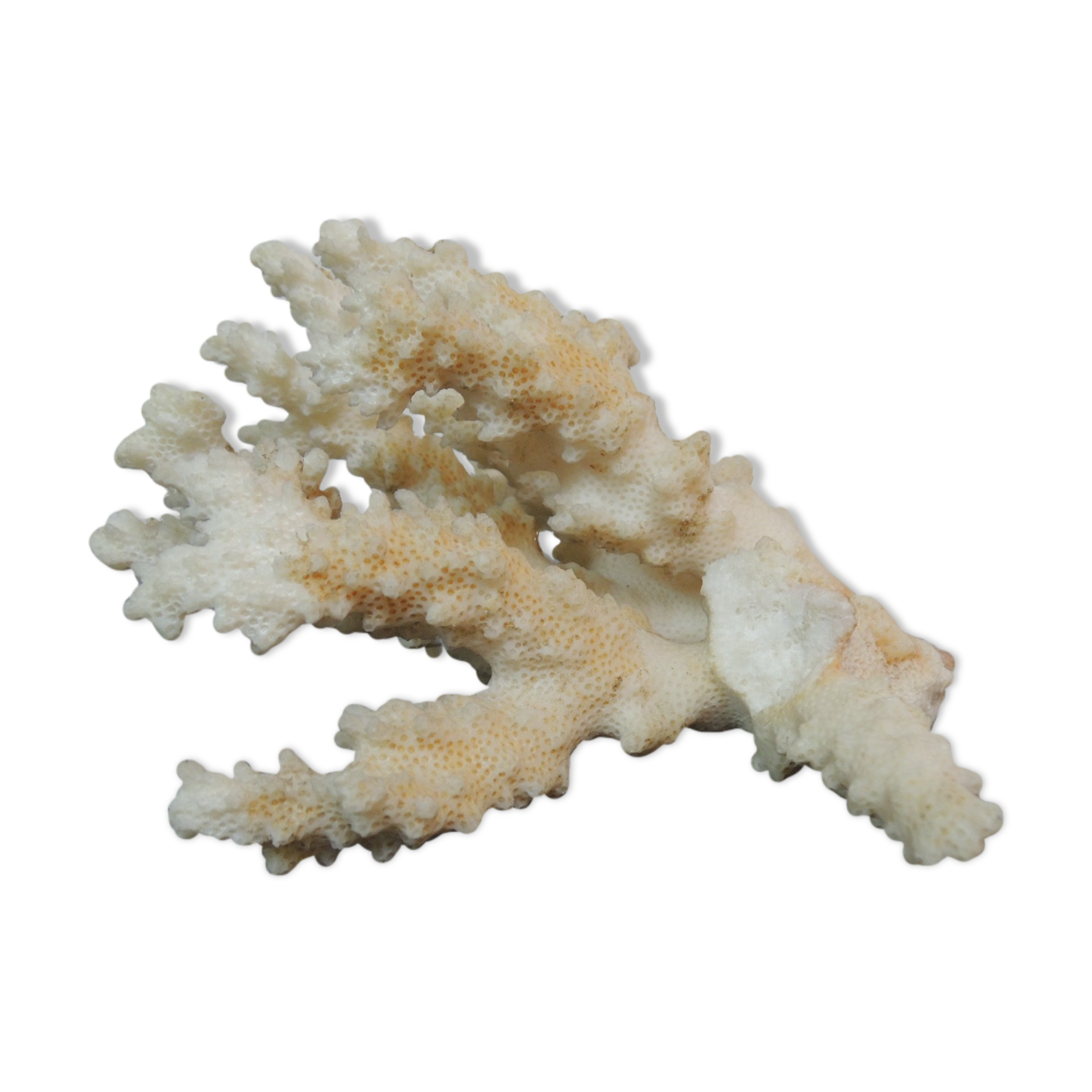 Coral branch