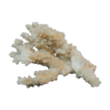 Branche de corail