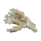 Coral branch