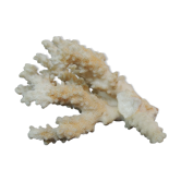 Coral branch