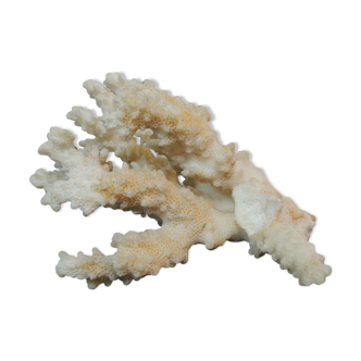 Branche de corail
