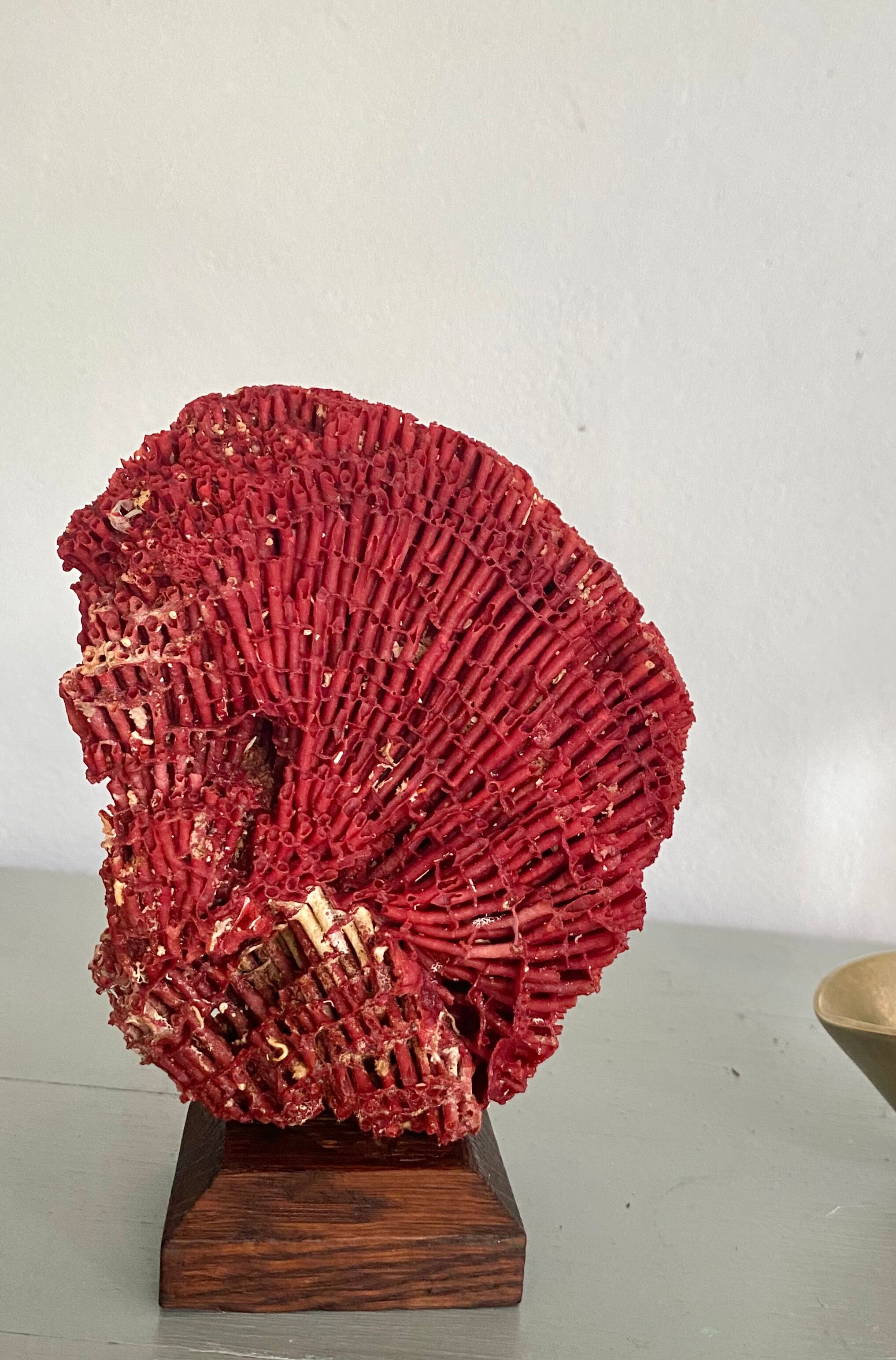 Red coral Tubipora, cabinet of curiosities
