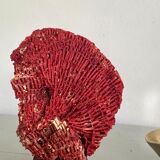 Red coral Tubipora, cabinet of curiosities