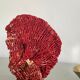 Corail rouge Tubipora, cabinet de curiosités
