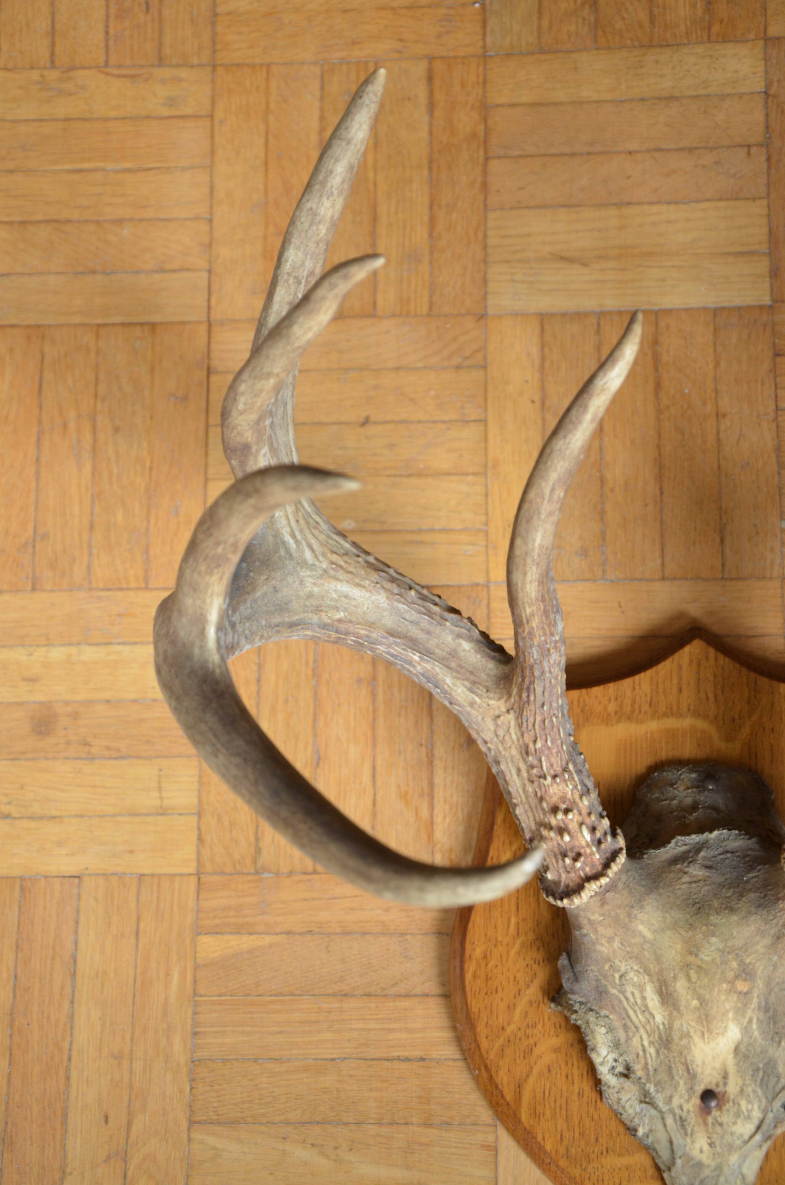 White-tailed deer massacre