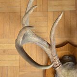 White-tailed deer massacre