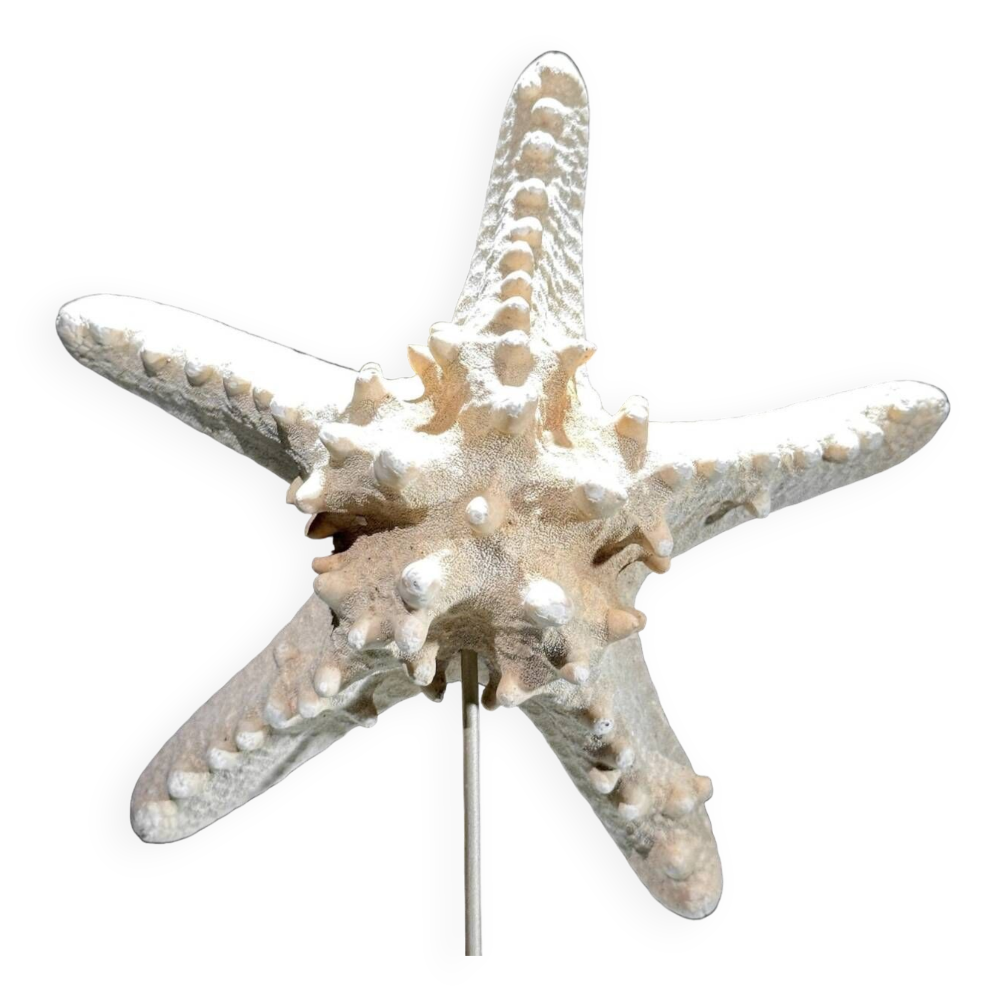 Starfish Protoreaster nodosus on a base
