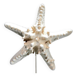 Protoreaster nodosus starfish on base