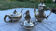 Old silver metal tea and coffee service EPNS