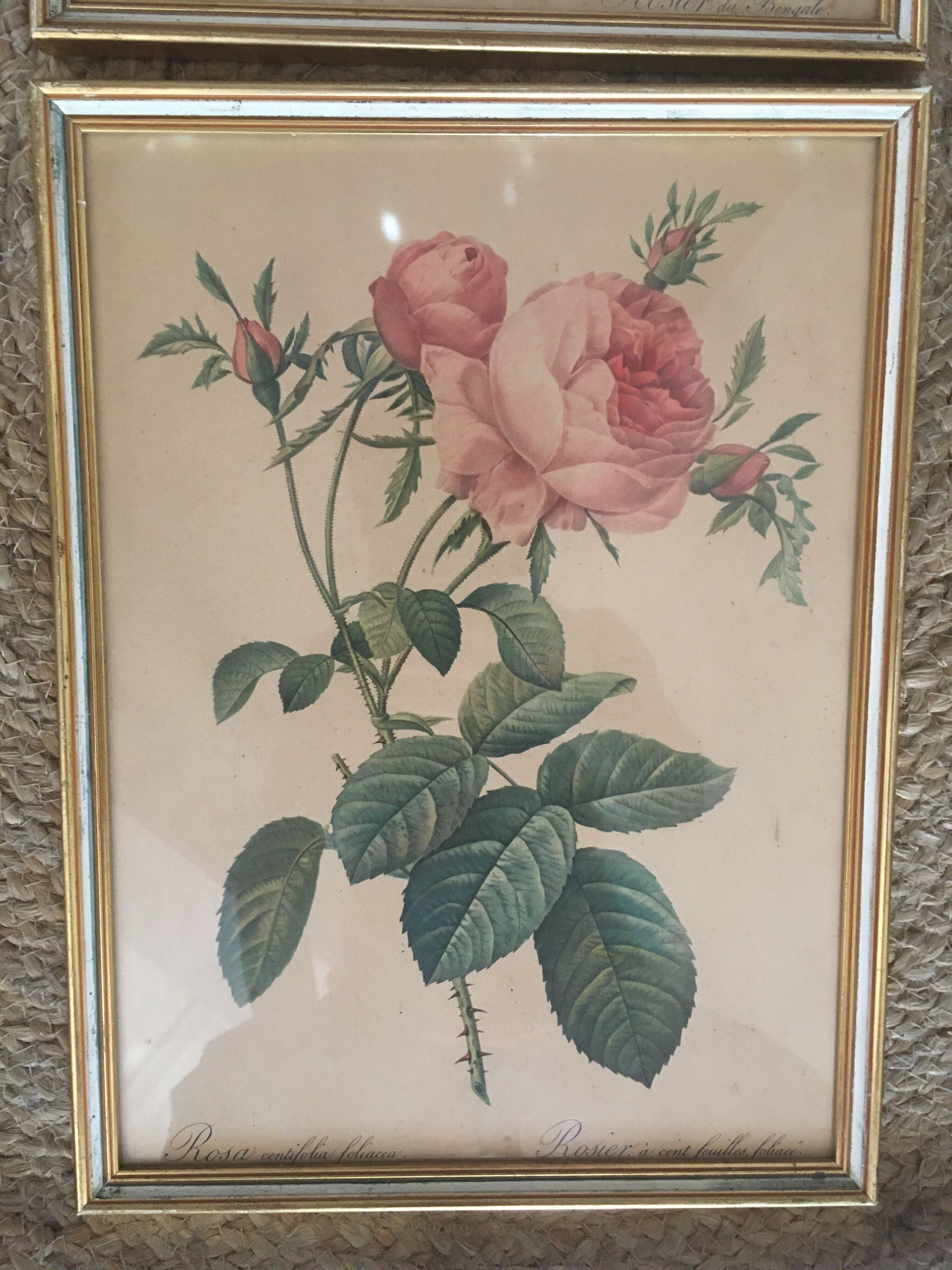 Two botanical plates.