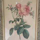 Two botanical plates.