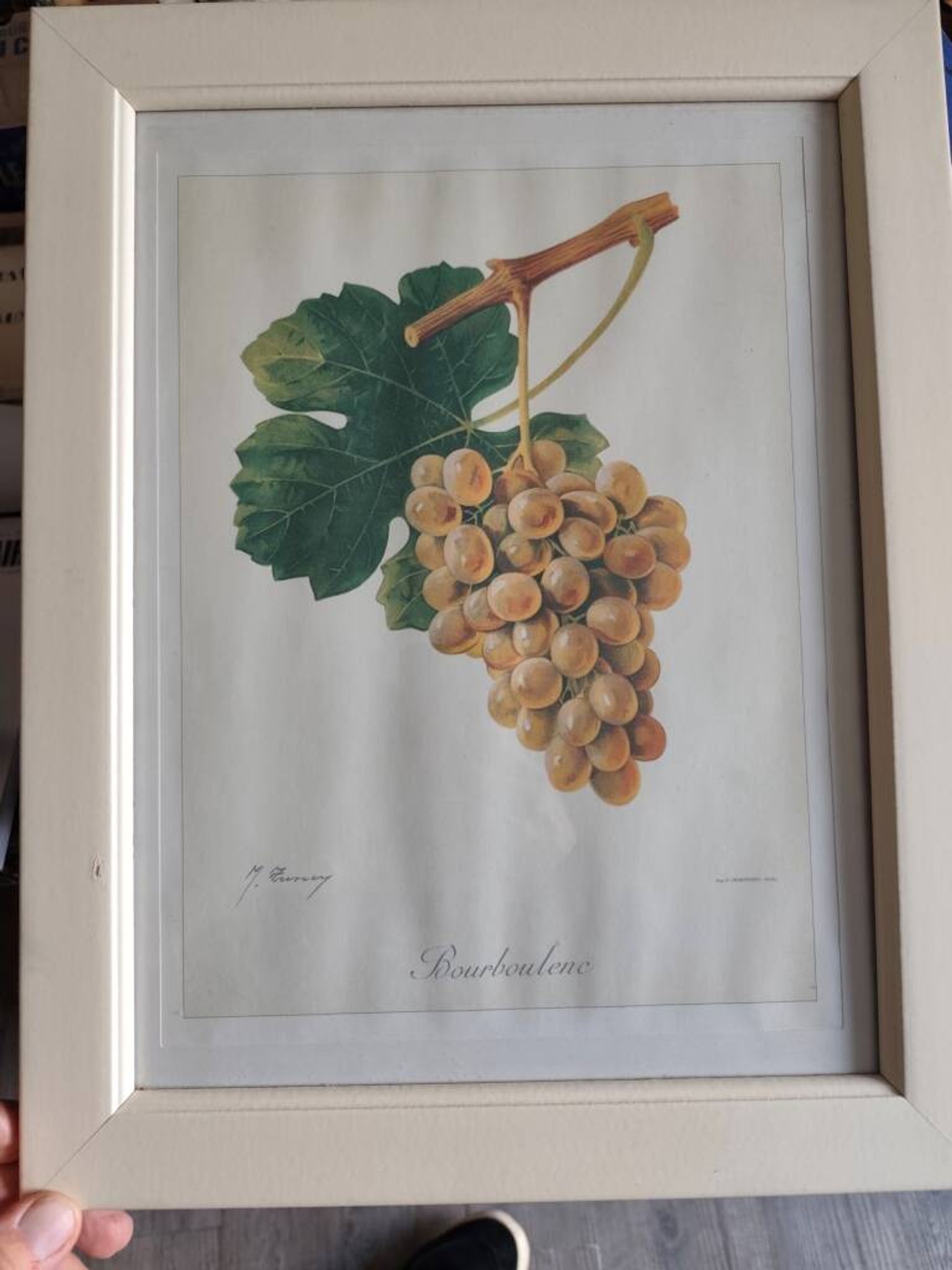 Framed reproduction lithograph of the ampelography treaty by Viala 1901.