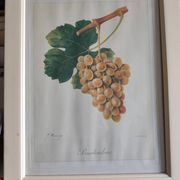 Framed reproduction lithograph of the ampelography treaty by Viala 1901.