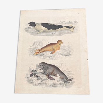 Affiche (lithographie) phoque et veau marin