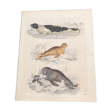 Poster (lithograph) seal and sea calf