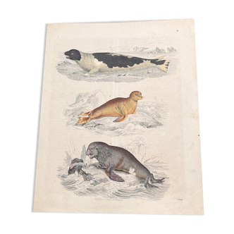 Poster (lithograph) seal and sea calf