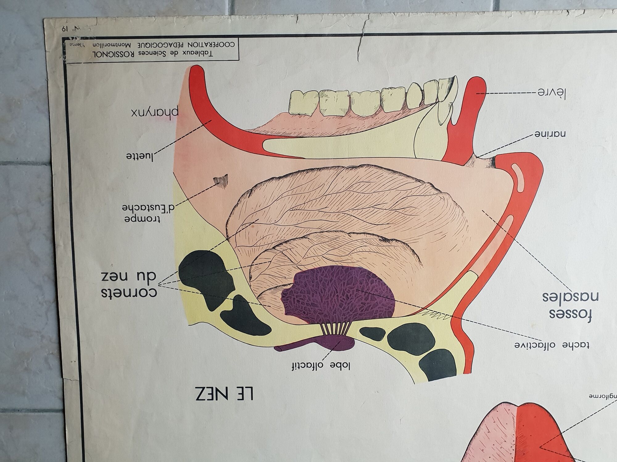 School poster Rossignol - taste and smell and the eye