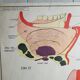 School poster Rossignol - taste and smell and the eye