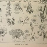 Old lithograph 1922, Type of flower, botany, calyx, corolla • Engraving, original illustration
