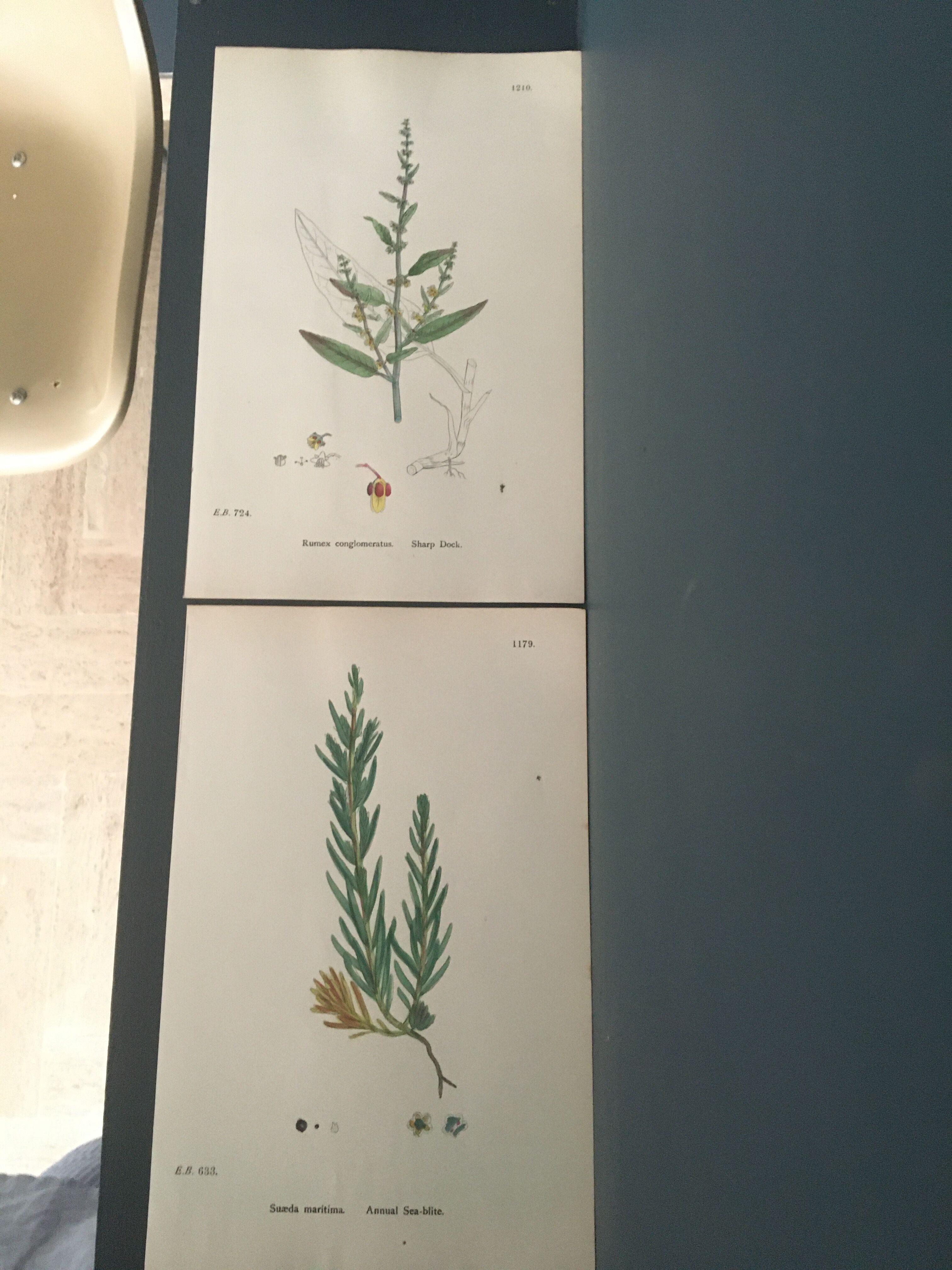 Botanical boards 1920