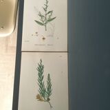 Botanical boards 1920