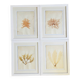 Alguier Marine Herbarium Algae cabinet of curiosities antique natural history