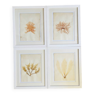 Alguier Herbier Marin Algue cabinet de curiosité histoire naturelle antique