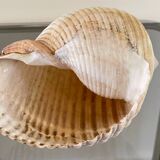 Coquillage de mer Tonna Galea vintage