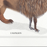 Set of 3 chimeras lithography animal engraving