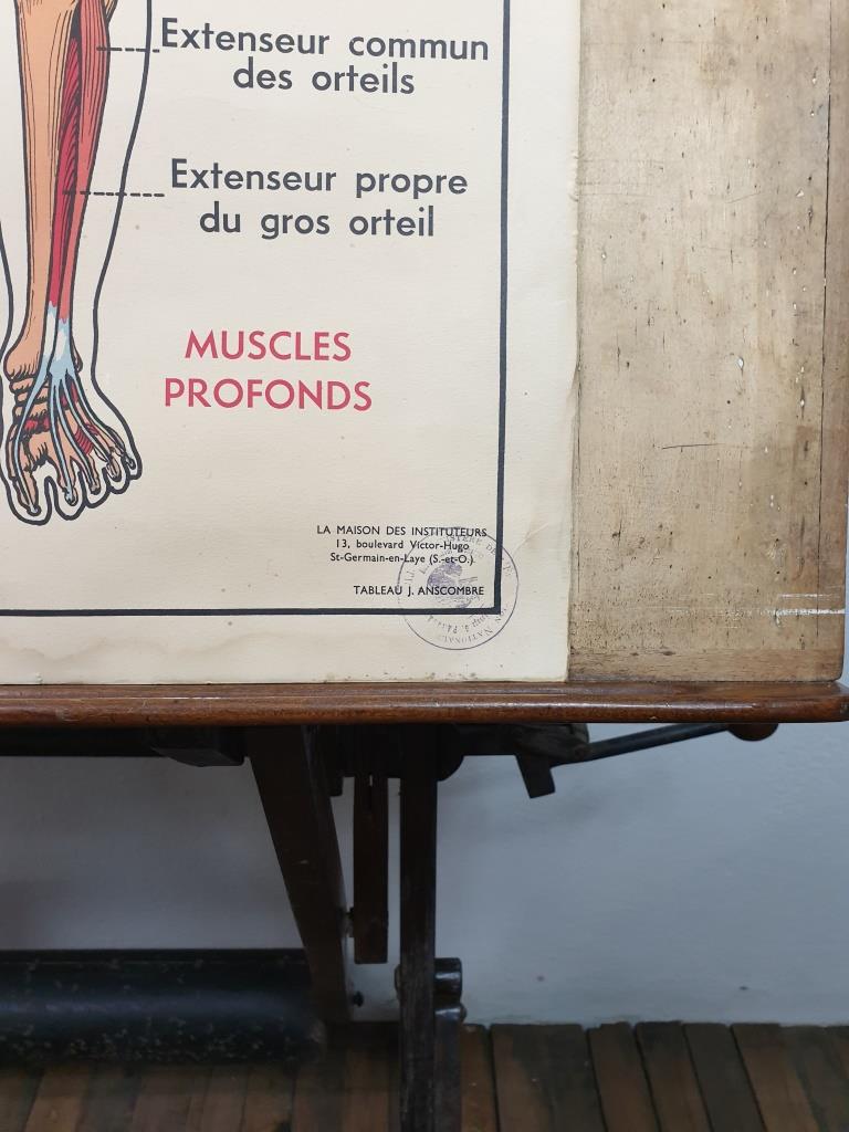 School anatomy poster