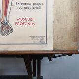 School anatomy poster