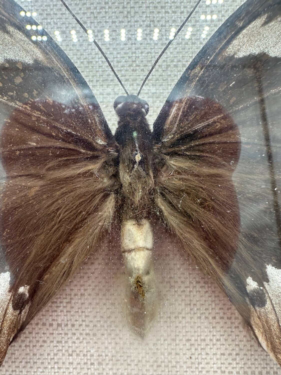 Vintage butterflies frame