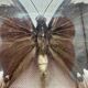 Vintage butterflies frame