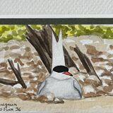 2 aquarelles oiseaux