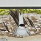 2 watercolors birds